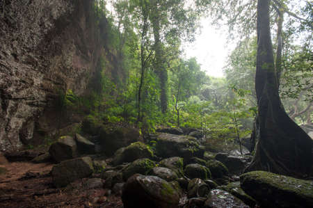 tropical rainforest,Khao Yai National Park Thailand