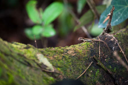skink or scincoid lizard,Thailandの写真素材