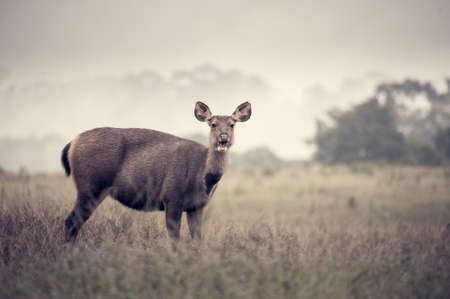 Sambar deer in meadows forest at Khao Yai national park, Thailandの写真素材