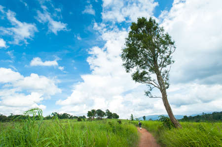 Green meadow under blue sky with clouds,Landscape field and skyの写真素材