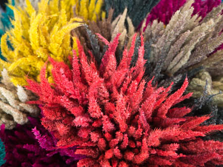 close up of dry grassの写真素材