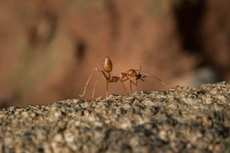 closed up : Red ant  working on tree  in the gardenの写真素材