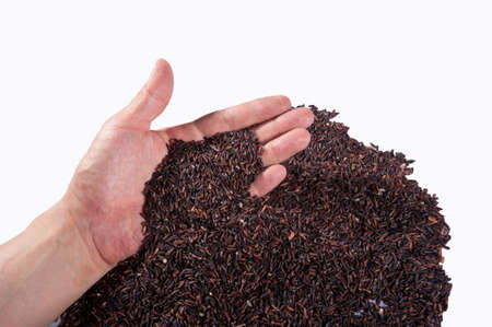raw purple riceberry rice, in hands holding on white backgroundの写真素材