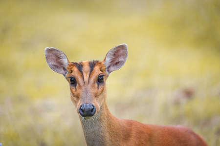 Barking deer in a field of grass ,Khao Yai National Park