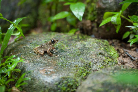 Common frog macro, portrait in its environment. Thailandの写真素材