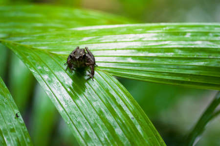 Common frog macro, portrait in its environment. Thailandの写真素材