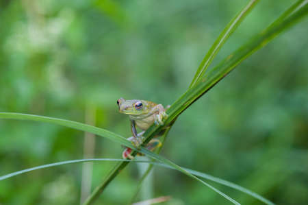 Common frog macro, portrait in its environment. Thailandの写真素材