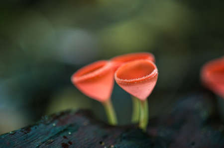 Mushrooms orange fungi cup ( Cookeina sulcipes ) on decay wood, in the rain forest.の写真素材