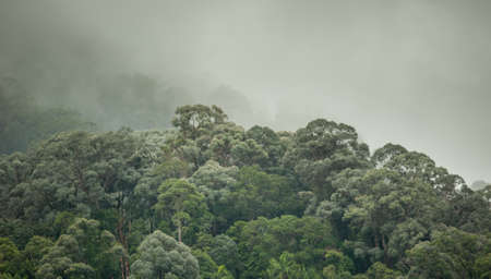 tropical rainforest in  Hala-Bala Wildlife Sanctuary of Thailand , nature background.の写真素材