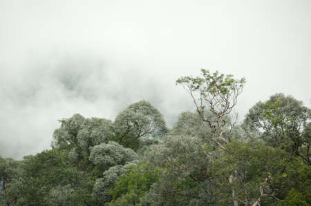 tropical rainforest in  Hala-Bala Wildlife Sanctuary of Thailand , nature background.