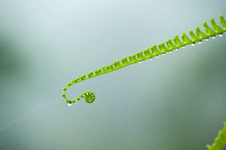 Fern with dew, cover green leaf of fern in soft morning light.の写真素材