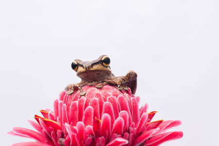 Frog on White Background - macro shot, the cute tree frogの写真素材