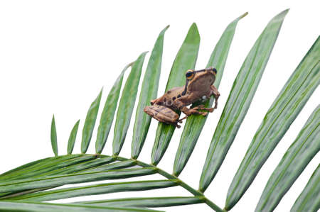 Frog on White Background - macro shot, the cute tree frogの写真素材