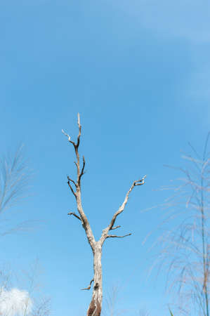 Dead trees and dry,blue sky backgroundの写真素材