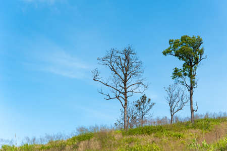 The tree on hill and blue sky in natureの写真素材