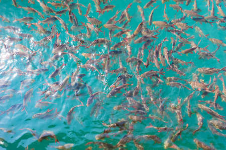 A group of Red tail carp at Khao Sok National Park,Surat Thani Province,Thailandの写真素材