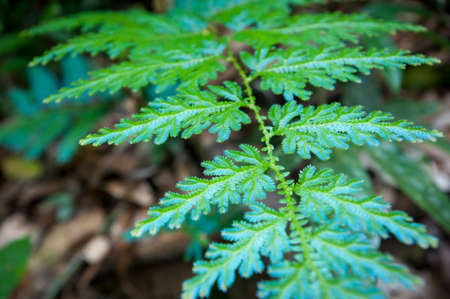 green forest with old trees,of Thailandの写真素材