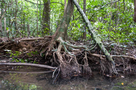 Tree roots and green forest,Landscape rain forest National Park in Thailandの写真素材