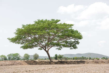 big tree in the field and white sky backgroundの写真素材
