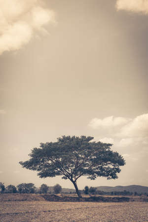 big tree in the field and sky background (vintage tone)