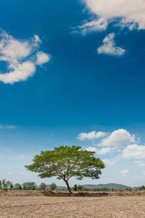 big tree in the field and blue sky backgroundの写真素材