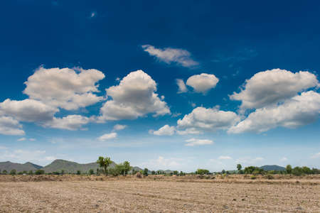 big tree in the field and blue sky backgroundの写真素材