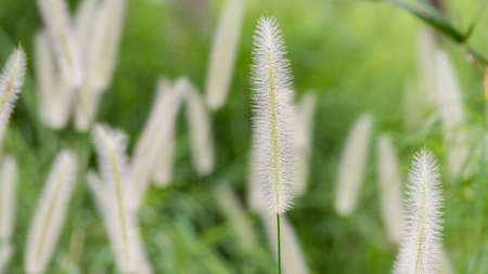 A colorful grass flower and light,Beautiful summer landscape.