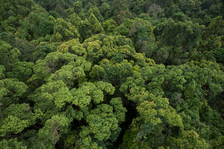 landscape view of dry tropical evergreen forest,Thailand
