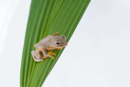 Twin-spotted Treefrog (Rhacophorus bipunctatus)  on a white backgroundの写真素材