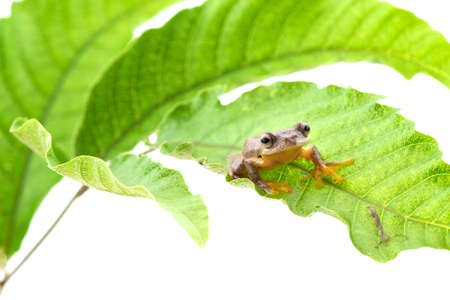 Twin-spotted Treefrog (Rhacophorus bipunctatus)  on a white background