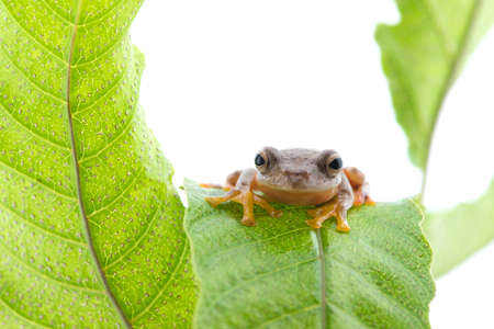 Twin-spotted Treefrog (Rhacophorus bipunctatus)  on a white backgroundの写真素材