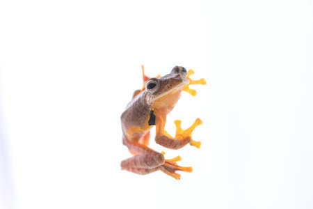 Twin-spotted Treefrog (Rhacophorus bipunctatus)  on a white backgroundの写真素材