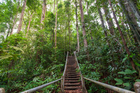 nature trail,path with wooden bridge in deep forest (National Park, Thailan)の写真素材