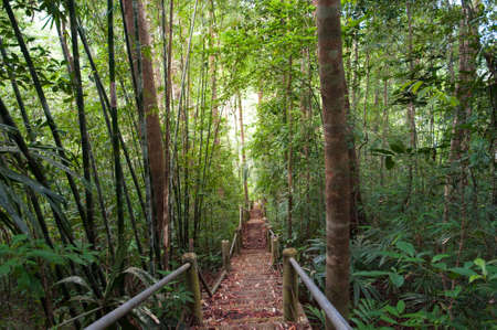 nature trail,path with wooden bridge in deep forest (National Park, Thailan)の写真素材