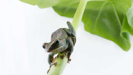 Close-up of  Fea's Tree Frog on a white background ,Thailandの写真素材