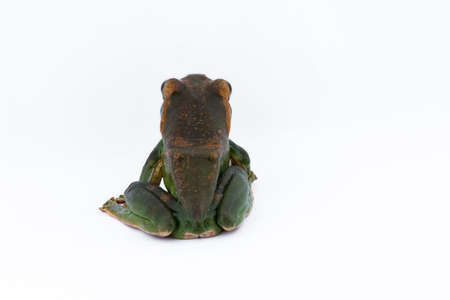 Close-up of  Fea's Tree Frog on a white background ,Thailandの写真素材