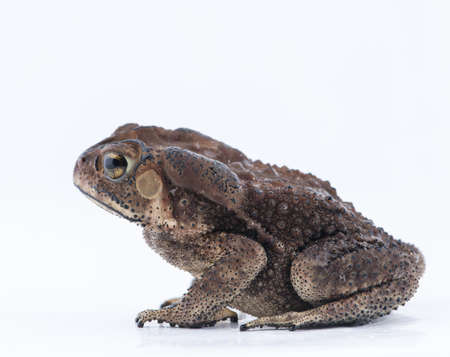 Asian common toad in fell of nature ,Amphibian of Thailandの写真素材