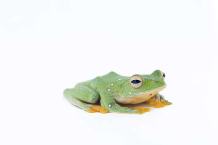Black-webbed flying tree frog, Rhacophorus kio, on white backgroundの写真素材