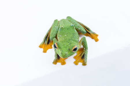 Black-webbed flying tree frog, Rhacophorus kio, on white backgroundの写真素材