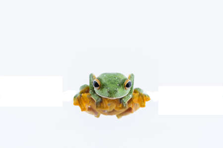 Black-webbed flying tree frog, Rhacophorus kio, on white background