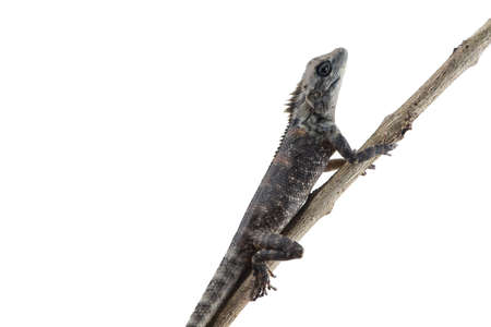 Lacertilia (Sauria)  on white backgroundの写真素材