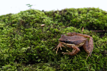 Amolops archotaphus : frog on white background.の写真素材
