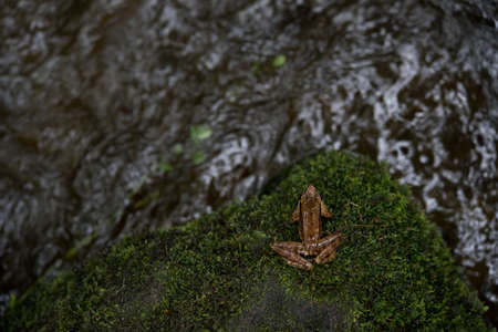 Amolops archotaphus : frog on white background.の写真素材