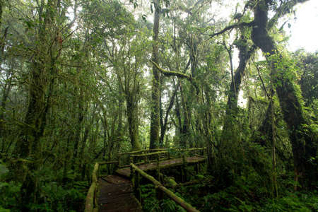 Beautiful rain forest at nature trails Ang Ka Doi Inthanon,Chiangmai in Thailand