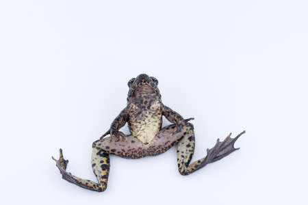 Odorrana andersonii : frog on white background.の写真素材