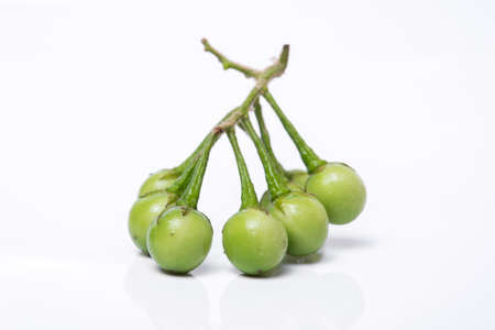 Turkey berry (Solanum torvum Sw.) on white background.(selective focus photograph), Asian vegetables commonly used to grow food.の写真素材