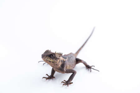 Scale-Bellied Tree Lizard on white backgroundの写真素材