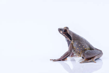 Megophrys parva (Lesser Stream Horned Frog) : frog on white background. Amphibian of Thailandの写真素材