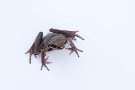 Megophrys parva (Lesser Stream Horned Frog) : frog on white background. Amphibian of Thailandの写真素材
