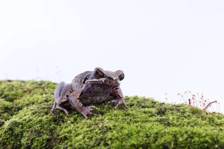 Megophrys parva (Lesser Stream Horned Frog) : frog on white background. Amphibian of Thailandの写真素材